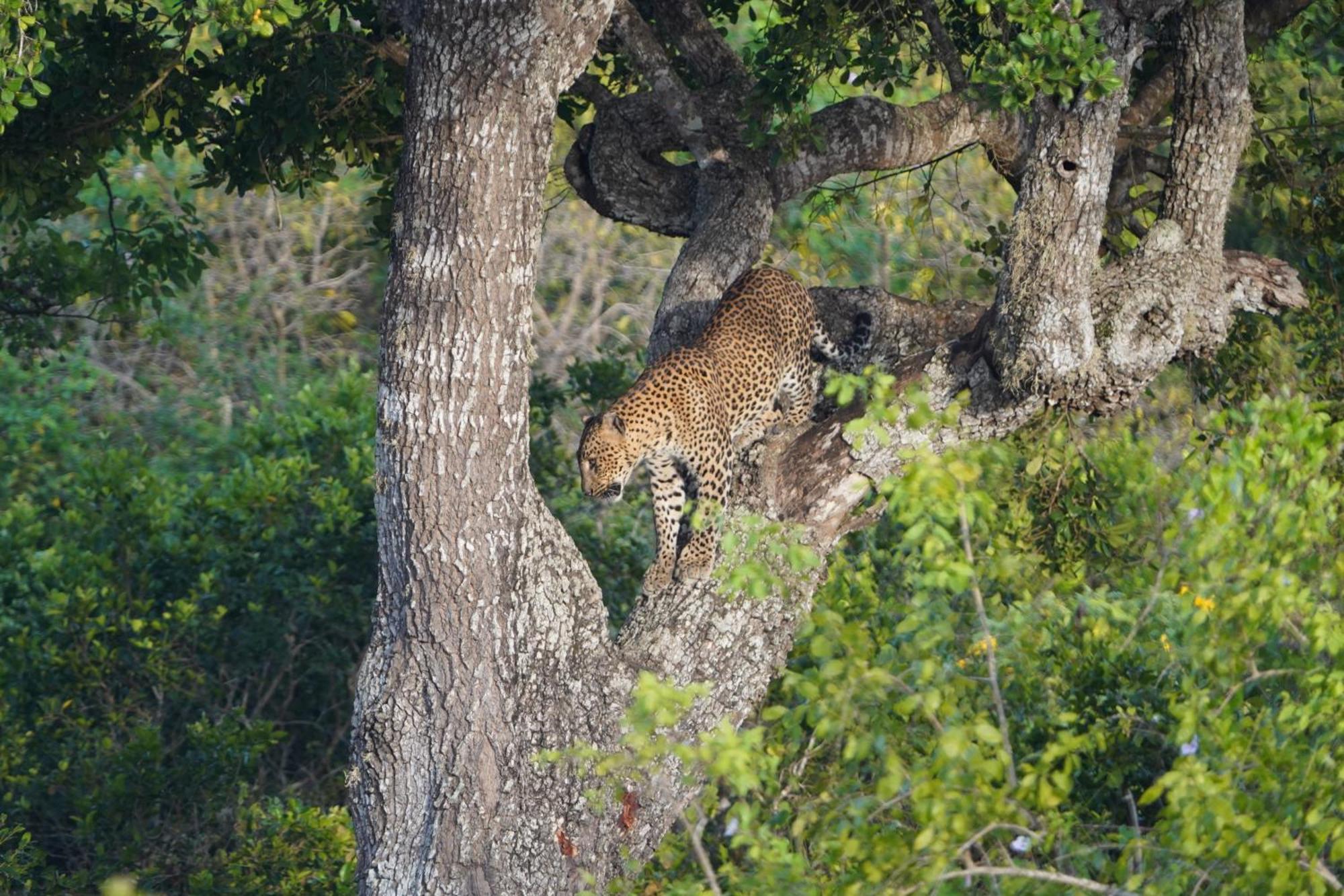 Ranakeliya Lodge - Yala Buitenkant foto